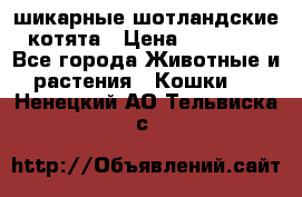 шикарные шотландские котята › Цена ­ 15 000 - Все города Животные и растения » Кошки   . Ненецкий АО,Тельвиска с.